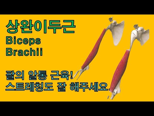 팔의 알통근육 상완이두근(Biceps Brachii) 운동도 스트레칭도 중요해요.