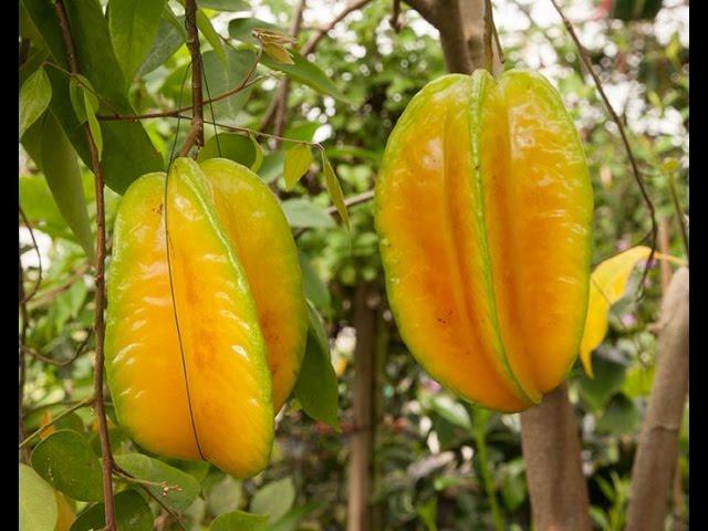 How to Grow Star Fruit in Containers