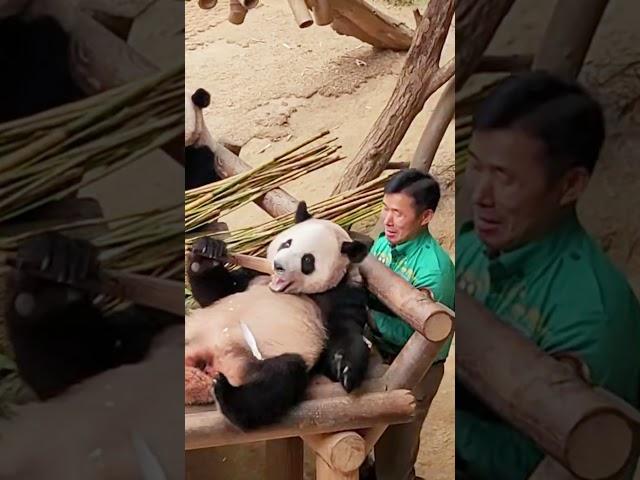 아이고!   후이바오 는 할부지의 조언에 강하게 반발했어   #루이바오 #후이바오 #푸바