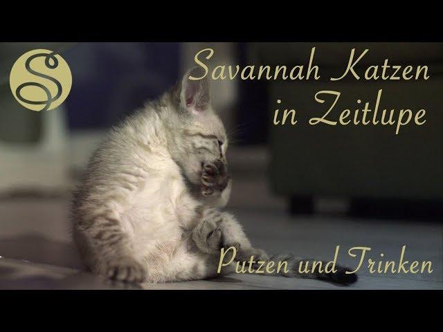 Savannah Katzen in Zeitlupe - Putzen und Trinken