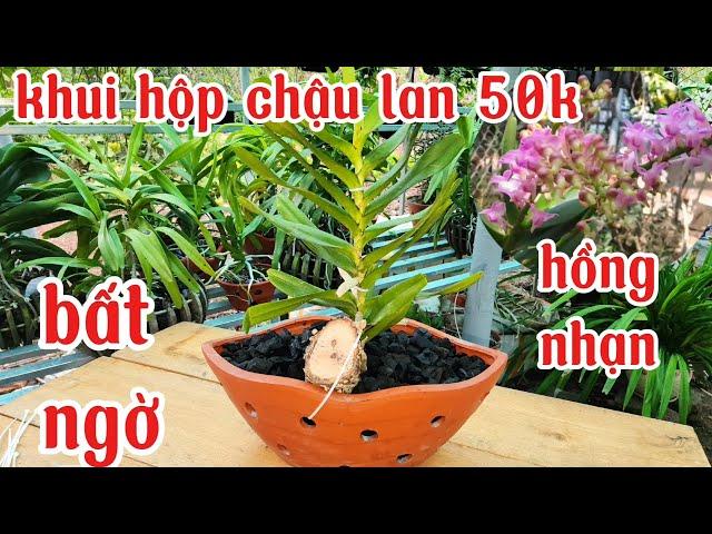 Khui hộp đơn hồng nhạn 50k mua online, cách trồng và chăm sóc lan hồng nhạn | phong lan rừng pv