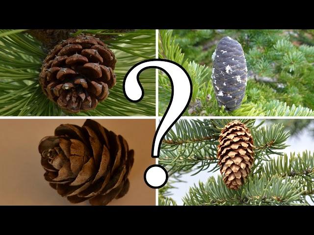 HOW TO DISTINGUISH BETWEEN PINE, SPRUCE, FIR, and LARCH | CONIFER ID