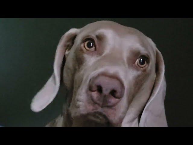 Good Morning Moon - Holder The Weimaraner 6/17/22 - Wake and Walk