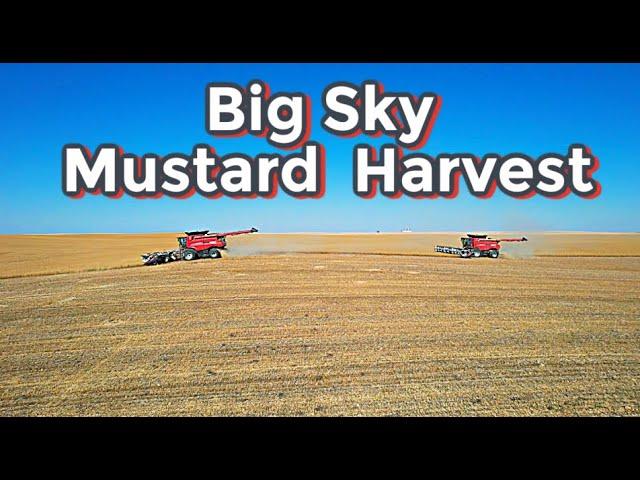 Get it Before the Grasshoppers do! (Video 4 of Harvest 2024)