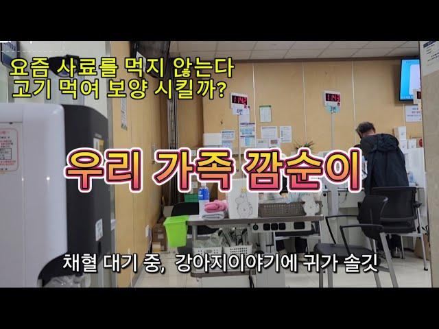 강아지 보험 적용 항암 치료만 천만원이 넘는다고?