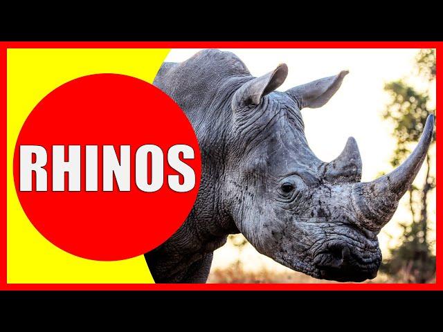 RHINOS FOR KIDS – Rhino Facts for Children, Kindergarten and Preschoolers