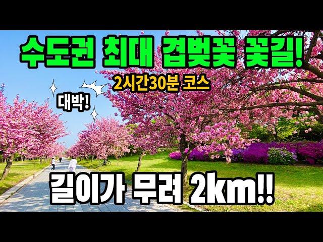 [경기] 미사경정공원 겹벚꽃→미사 뚝방 꽃길→한강 | 10km 2시간30분 트레킹 | 하남시가볼만한곳 | 트레킹코스추천 | 대중교통 당일치기 여행 | 도보여행 | 경기도가볼만한곳