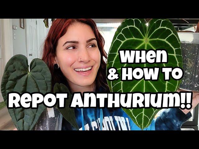 WHEN & HOW TO REPOT ANTHURIUM!!  Signs You Need to Up-pot with Examples! ️ repot 8 plants with me