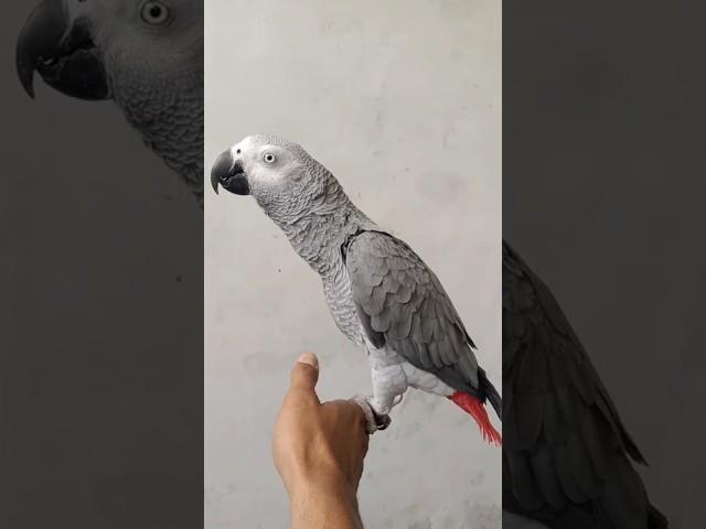 Mashallah Beautiful Tame Gray Parrot #mashallah #beautiful #gray #parrot #viral #sarfaraztaimoor