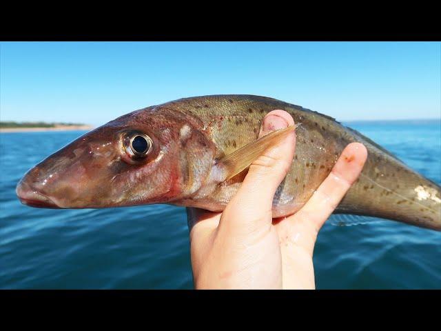 Fishing For The Best Eating Fish!?!