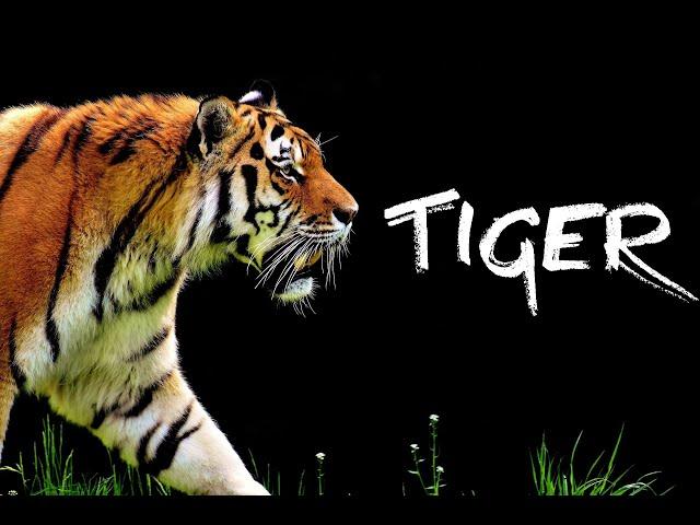 PBS Nature Documentary - Tiger (1989)