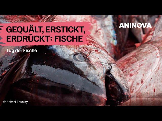 Fische: die vergessenen Tiere