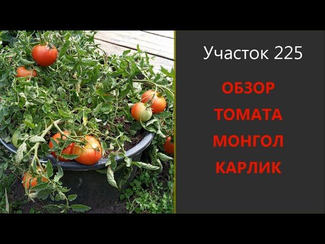 Монгол Карлик – молодец! Очень необычный сорт