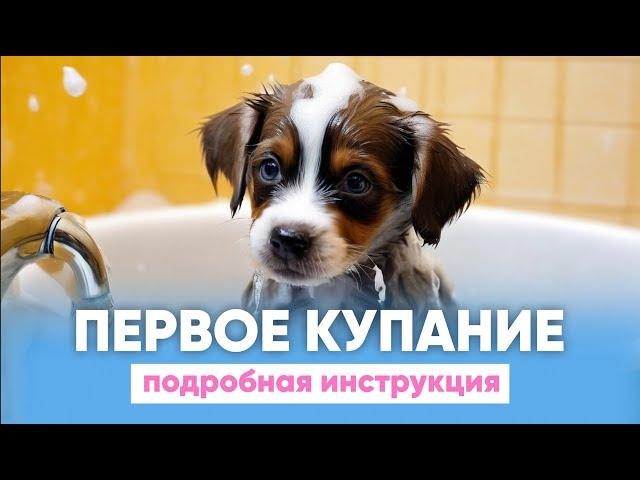 Первое КУПАНИЕ щенка  Как ПРАВИЛЬНО мыть собаку? 