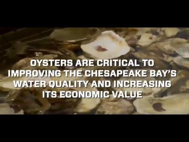 Putting Technology to Work to Save the Chesapeake Bay