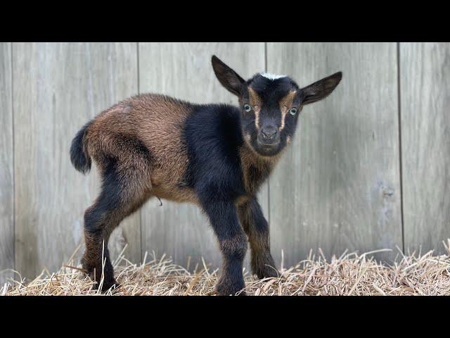 Need a lift? Goat playtime!