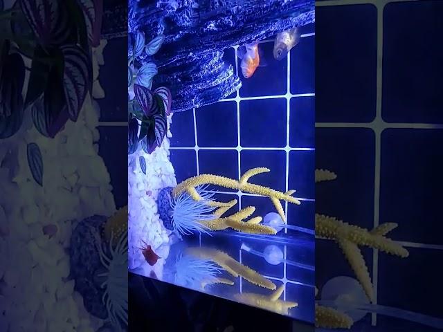 Our Yoohu kuttys update #music #gold
