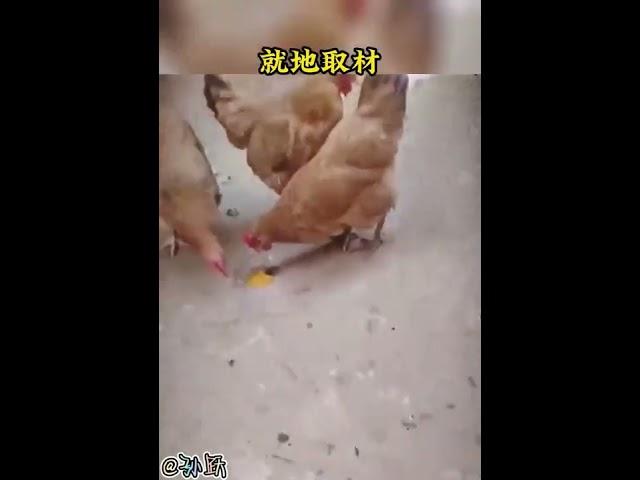 所谓“虎毒不食子”，鸡为何这样？#动物 #奇闻趣事