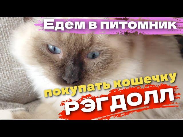 Решили купить кошечку породы Рэгдолл. Едем в питомник выбирать котенка