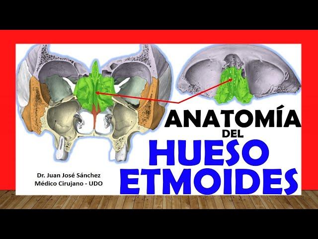  ETHMOID BONE, Anatomy. Easy, Fast and Simple