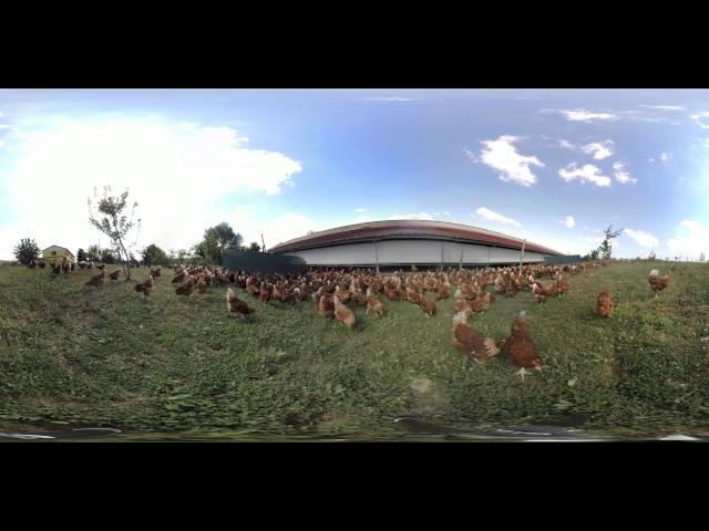 A 360° - Le nostre galline all'aperto