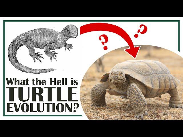 What the Hell is Turtle Evolution?