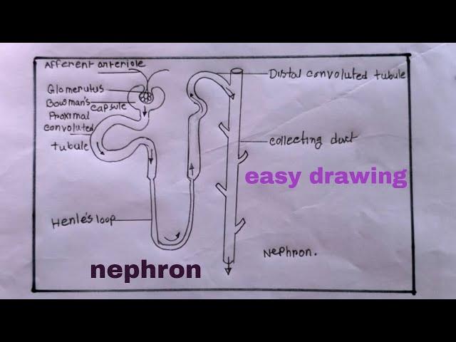 how to draw nephron easily/nephron drawing