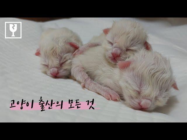 [고양이 출산의  모든 것] 출산 전 준비, **생생한 출산 영상**, 산후조리 1~3부 몰아보기 | 랙돌의 리뷰