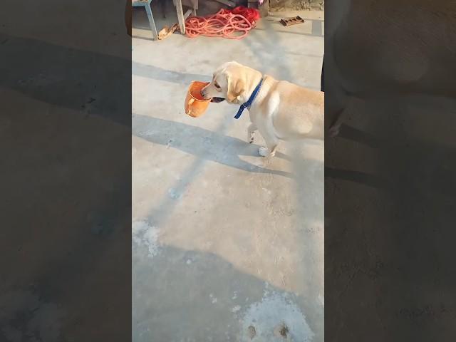 #shortvideo #youtubeshorts #shorts #status #dog