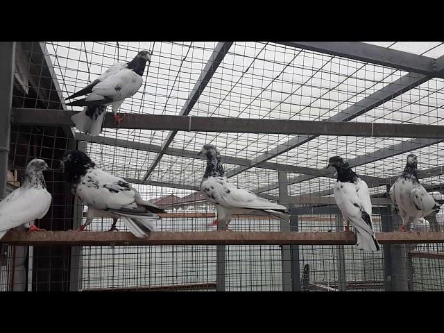 Лучшие высоколетные голуби мира. Пакистанские тэдди. Best pigeons highfliers in the world. Teddy