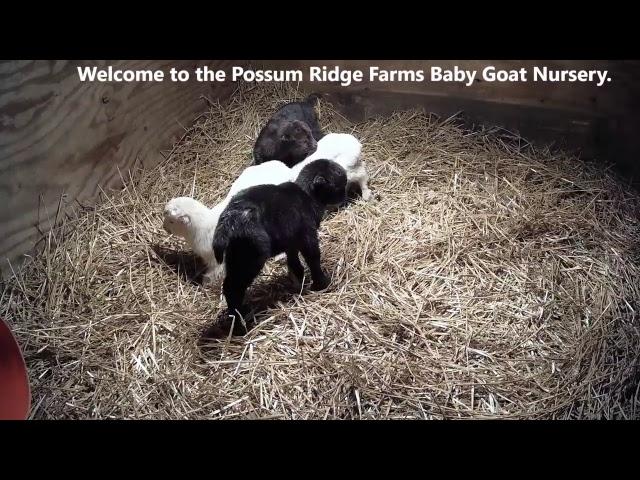 Baby Goat Nursery from Possum Ridge Farms