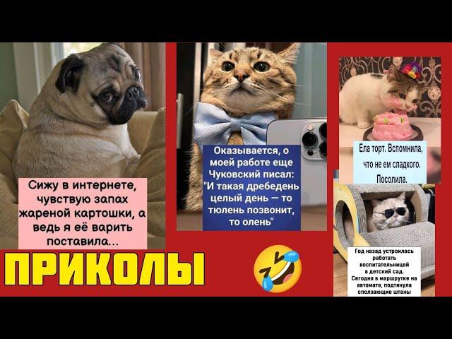 Чувствую запах жареной картохи сидел смотрел смешные картинки мемы котики приколы  