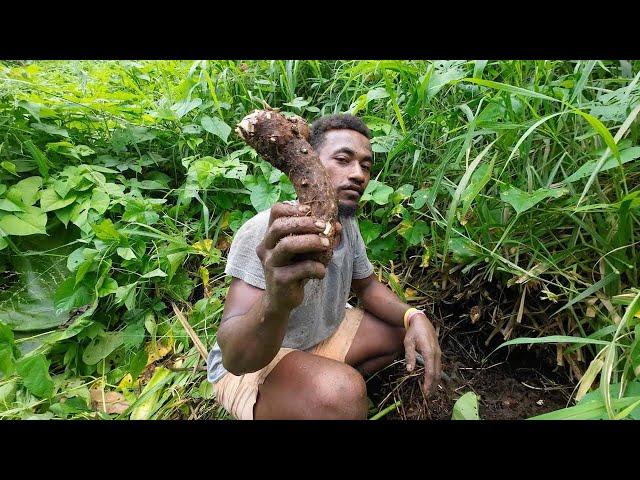 Food That The Villagers of Navuti Eat During The Dry & Cyclone Season:  Dalo Ni Tana