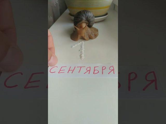 1 СЕНТЯБРЯ ОТМЕНЯЕТСЯ! УРА! КАНИКУЛЫ️