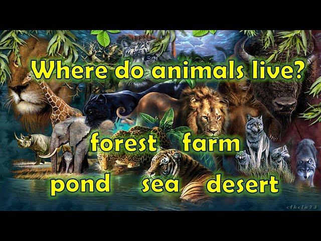 Where Do Animals Live? | Learning Videos | AuSum Sisters