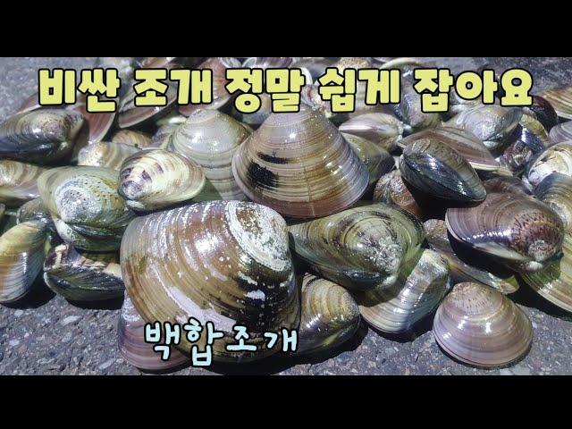 해변에서 조개 정말 쉽게 잡고 싶으세요?  꼭보세요!