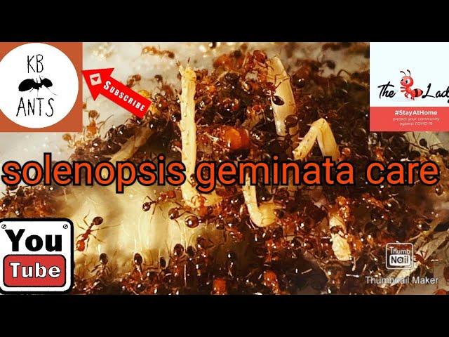 Solenopsis geminata/invicta care