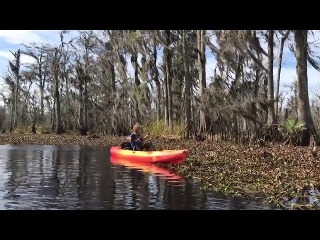 NEW ORLEANS SWAMP KAYAK TOURS IN SPRING- Sunny spot for alligators...