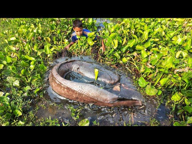 Searching Catfish in Dry Soil - Awesome Fishing in Water Hyacinth By Hand From River Side