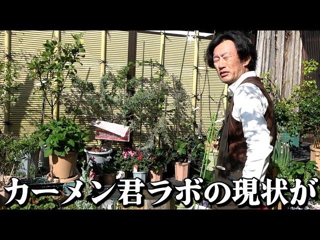 [Lab plants] What is the current situation in spring? [Carmen-kun] [Horticulture] [Gardening]