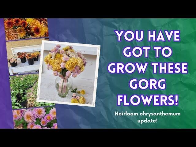 You have GOT to grow these GORGEOUS FLOWERS! Heirloom chrysanthemum review 2023 from our flower farm