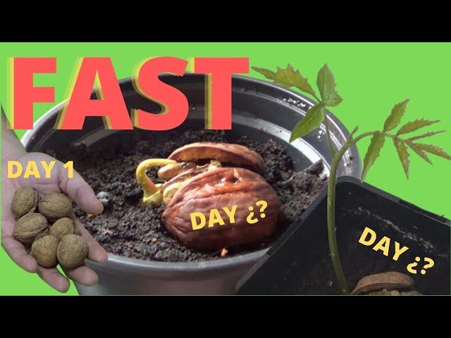  how to grow walnuts - Germinate walnut at home step by step easily. The whole process