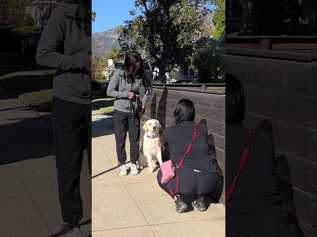 Training a dog AND her momma.