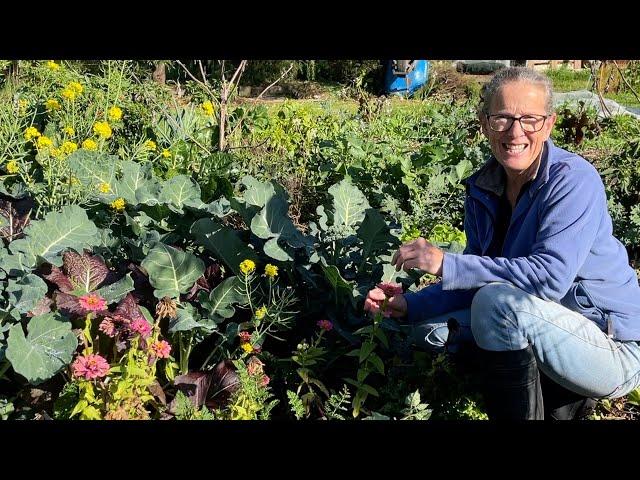 Permaculture Vegetable Gardening - A Little Bit of Time Every So Often!!