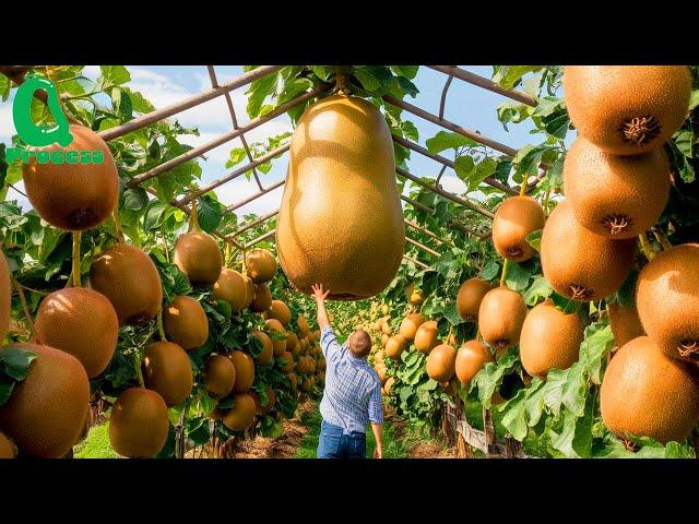 The Kiwi Boom: How New Zealand Grows and Processes 500,000 Tons of Kiwifruit for Global Markets