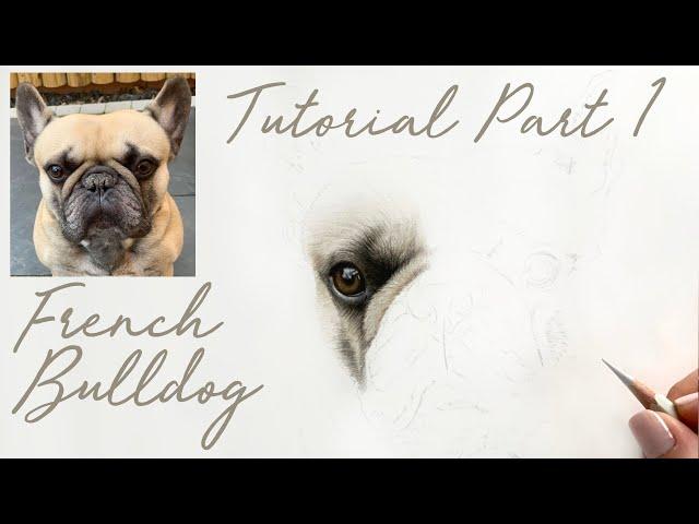 French Bulldog in Coloured Pencils / Drawing Tutorial - Part 1