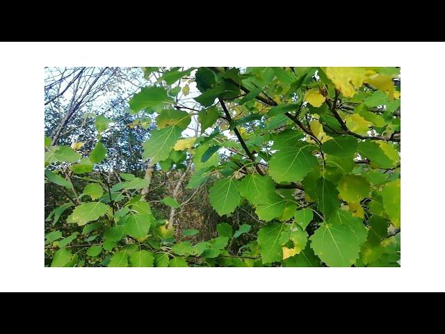 #DoNothingForNature Aspen Tree | Butterfly Conservation