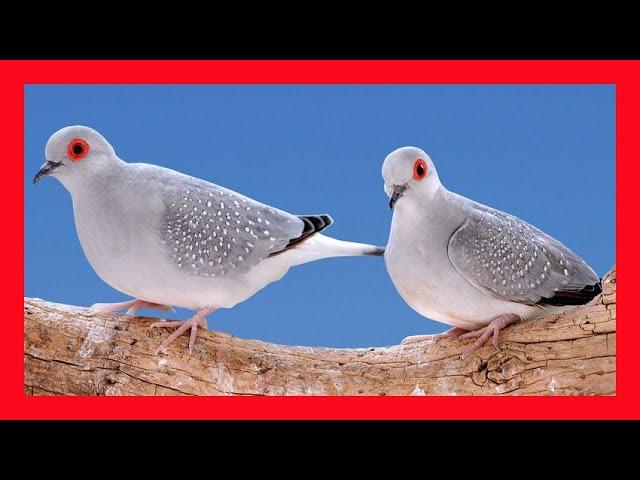 Diamond Dove Song! Diamond Dove Call! Diamond Dove Sound- Tortolita Diamante Canto- Geopelia Cuneata