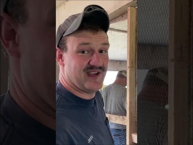 1 BIG Factor of Pheasant Farming