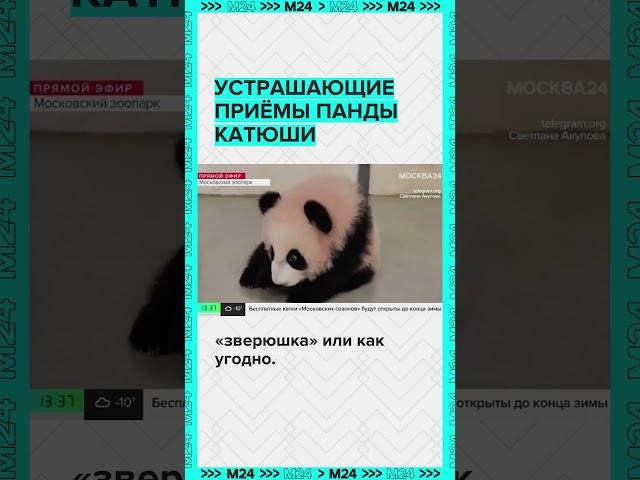Панда Катюша показывает свои приемы #Панда